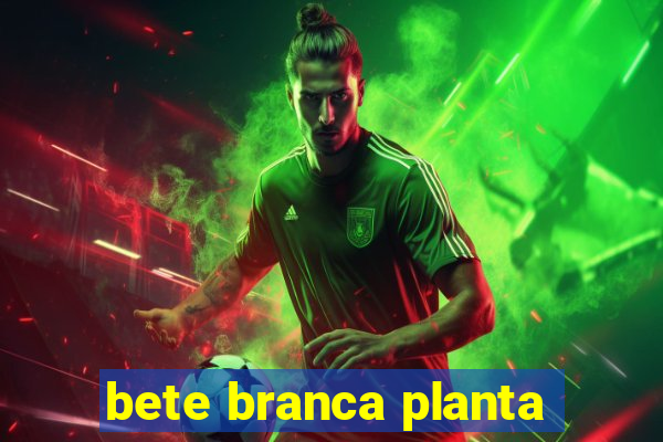 bete branca planta